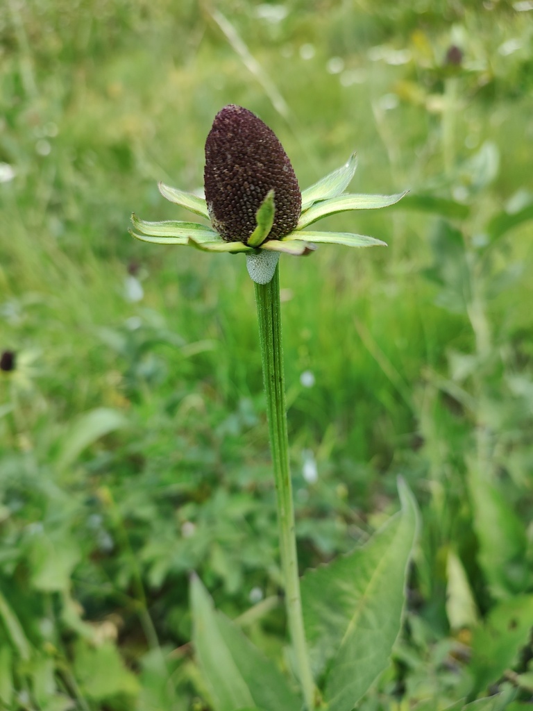 Rudbeckia alpicola image