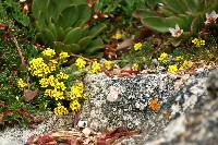 Draba grayana image