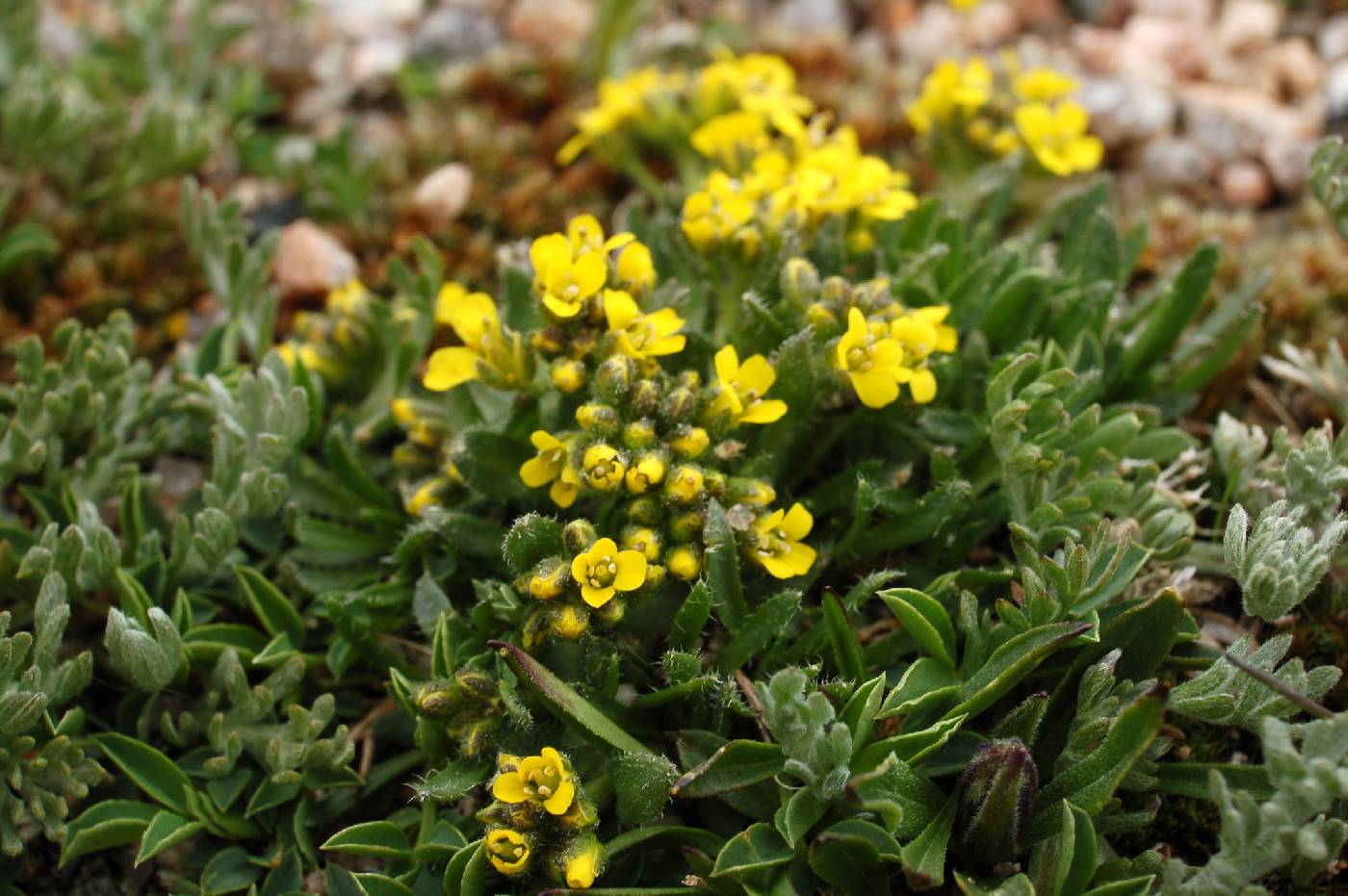 Draba grayana image