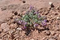 Astragalus desperatus image