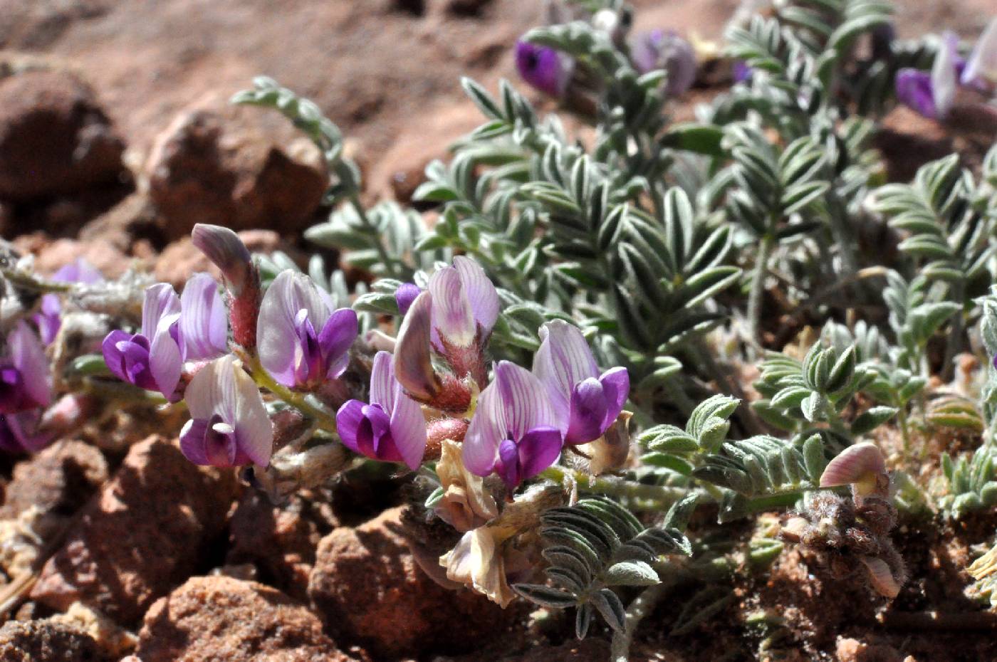 Astragalus desperatus image