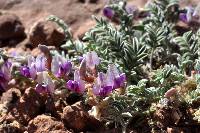 Astragalus desperatus image