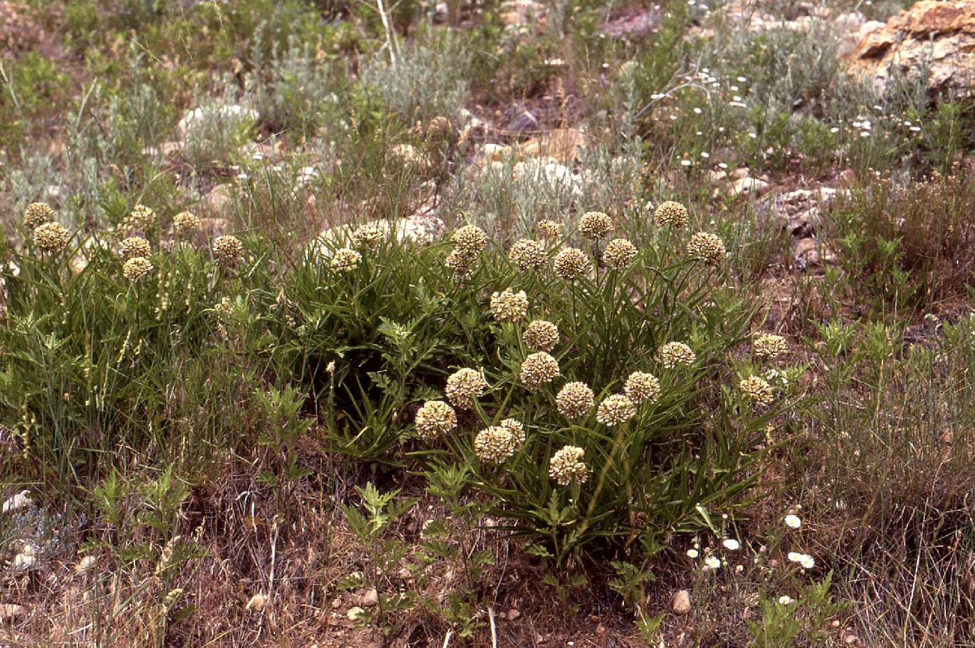 Asclepias asperula subsp. asperula image