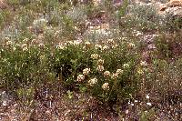 Asclepias asperula image