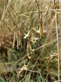 Image of Astragalus arthurii