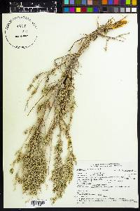 Artemisia tridentata image