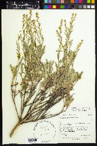 Artemisia tridentata subsp. spiciformis image