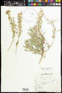 Artemisia tridentata image