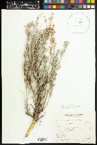 Artemisia tridentata image