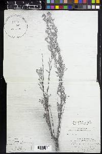 Artemisia tridentata image