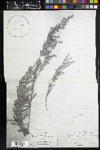 Artemisia spiciformis image