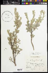 Artemisia tridentata subsp. spiciformis image