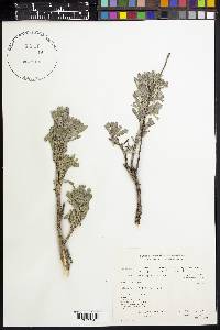 Artemisia tridentata image