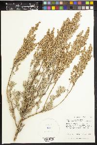 Artemisia tridentata image