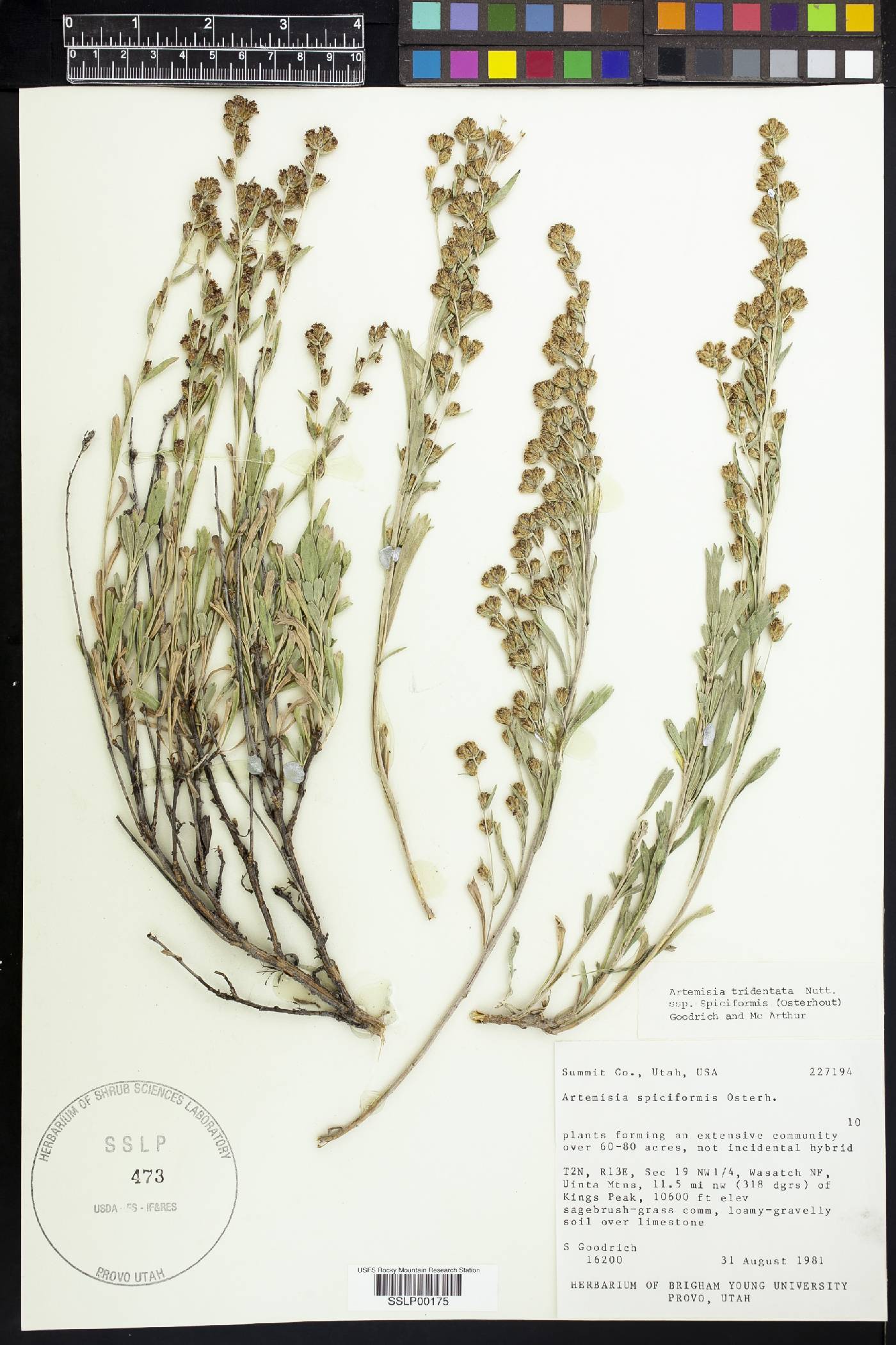 Artemisia tridentata subsp. spiciformis image