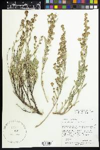 Artemisia tridentata subsp. spiciformis image
