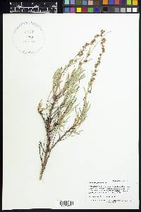 Artemisia tridentata subsp. spiciformis image