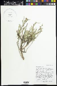 Artemisia tridentata image