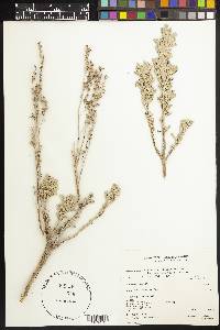 Artemisia tridentata image