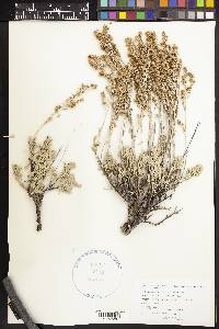 Artemisia tridentata subsp. vaseyana image