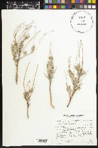 Artemisia tridentata subsp. vaseyana image