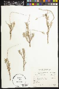 Artemisia tridentata subsp. vaseyana image