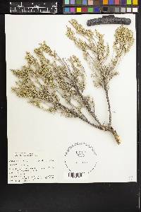 Artemisia tridentata subsp. vaseyana image