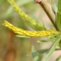 Salix exigua var. exigua image