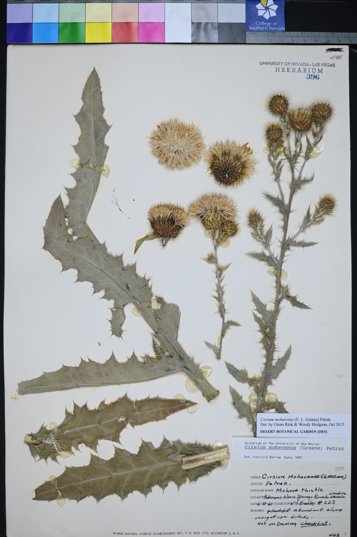 Cirsium mohavense image