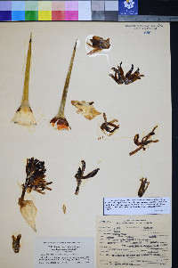 Yucca jaegeriana image