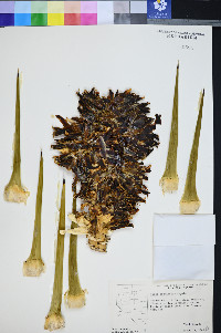 Yucca brevifolia image