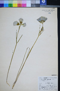 Calochortus gunnisonii image