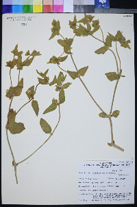 Mirabilis pudica image