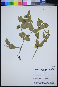 Mirabilis pudica image