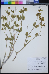 Mirabilis pudica image