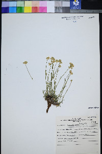 Eremogone congesta var. subcongesta image