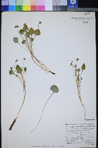 Viola charlestonensis image