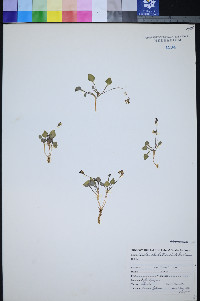 Viola charlestonensis image