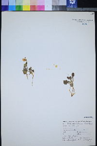 Viola charlestonensis image