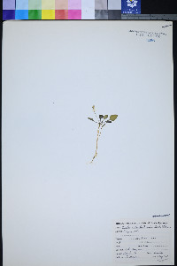 Viola charlestonensis image