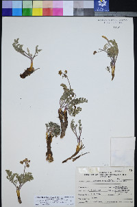 Lomatium foeniculaceum subsp. macdougalii image