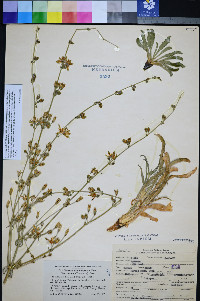 Frasera albomarginata image