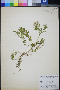 Polemonium pulcherrimum image
