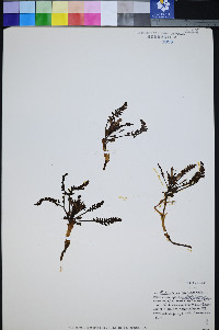 Pedicularis semibarbata var. charlestonensis image