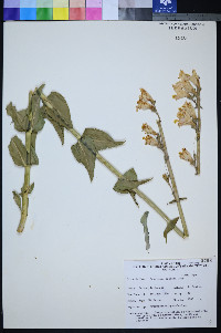 Penstemon palmeri image