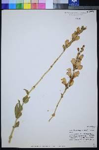 Penstemon palmeri image