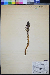 Orobanche californica image