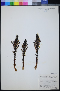 Orobanche californica image