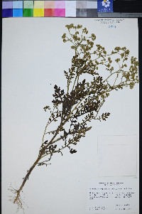 Parthenium bipinnatifidum image