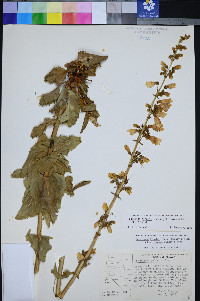 Penstemon bicolor subsp. bicolor image